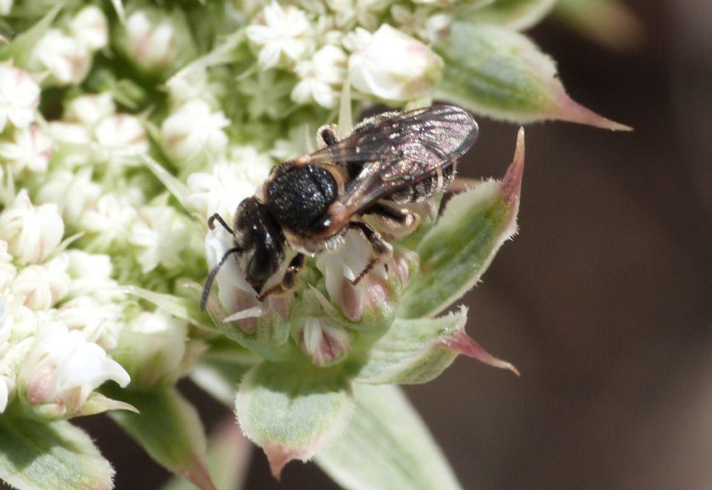 Piccolo apoideo tondeggiante: femmina di Nomiapis sp. (Apidae Halictinae)